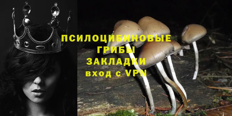 Галлюциногенные грибы Psilocybe  Дно 